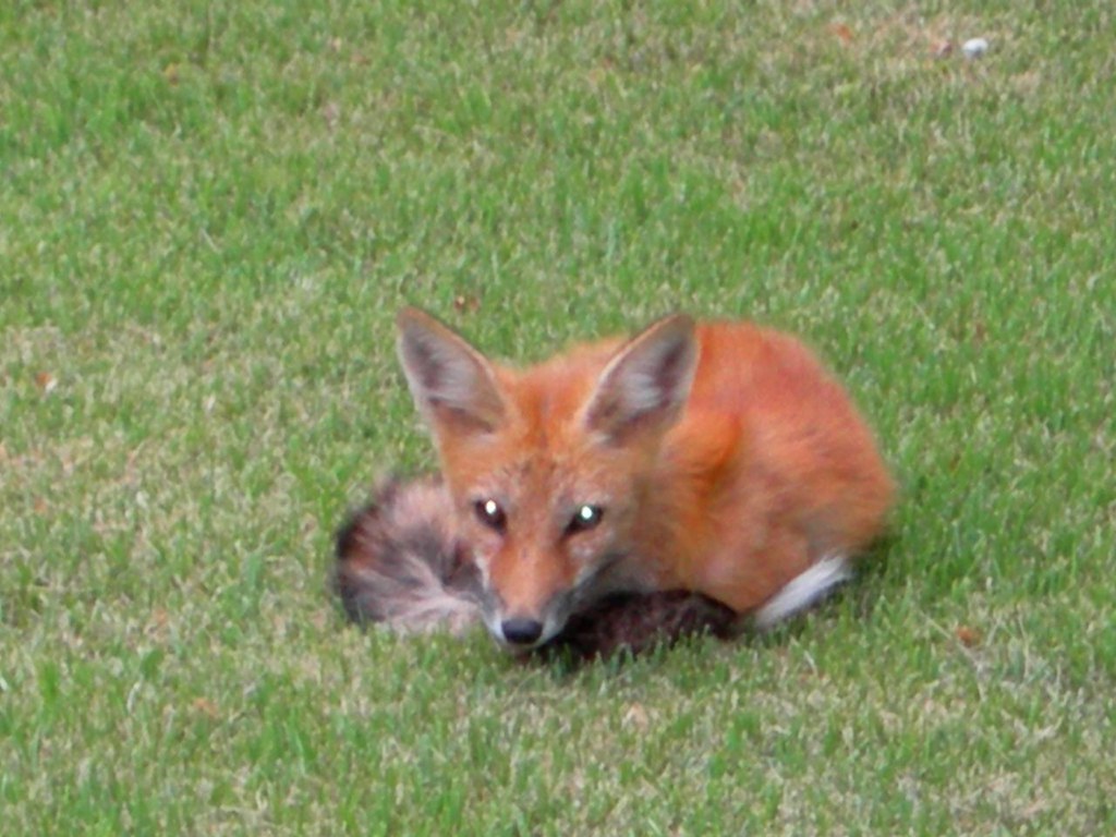 Fox